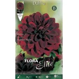 GEM000605642 ντάλια gemma