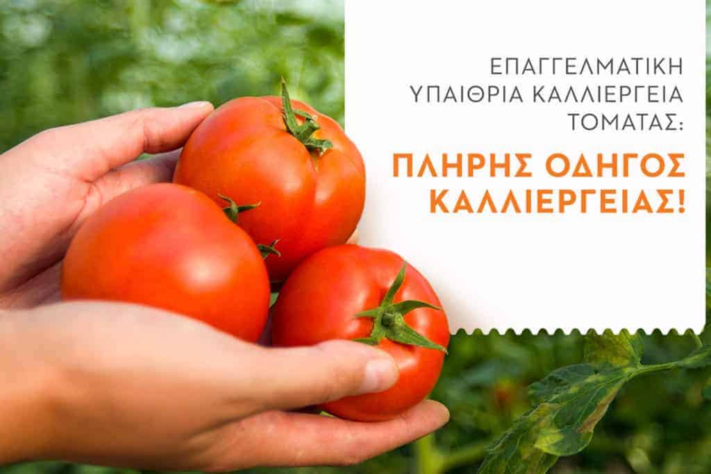 Πλήρης οδηγός καλλιέργειας της Τομάτας.