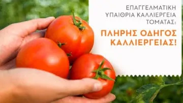Πλήρης οδηγός καλλιέργειας της Τομάτας. 1 ντοματα