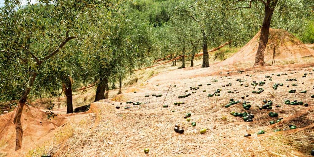 Σωστό Κλάδεμα Ελιάς