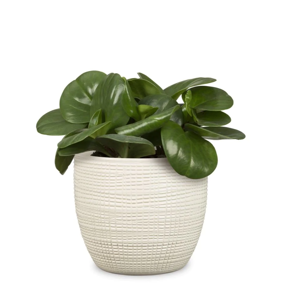 SCH866VAI_1 SCHEURICH