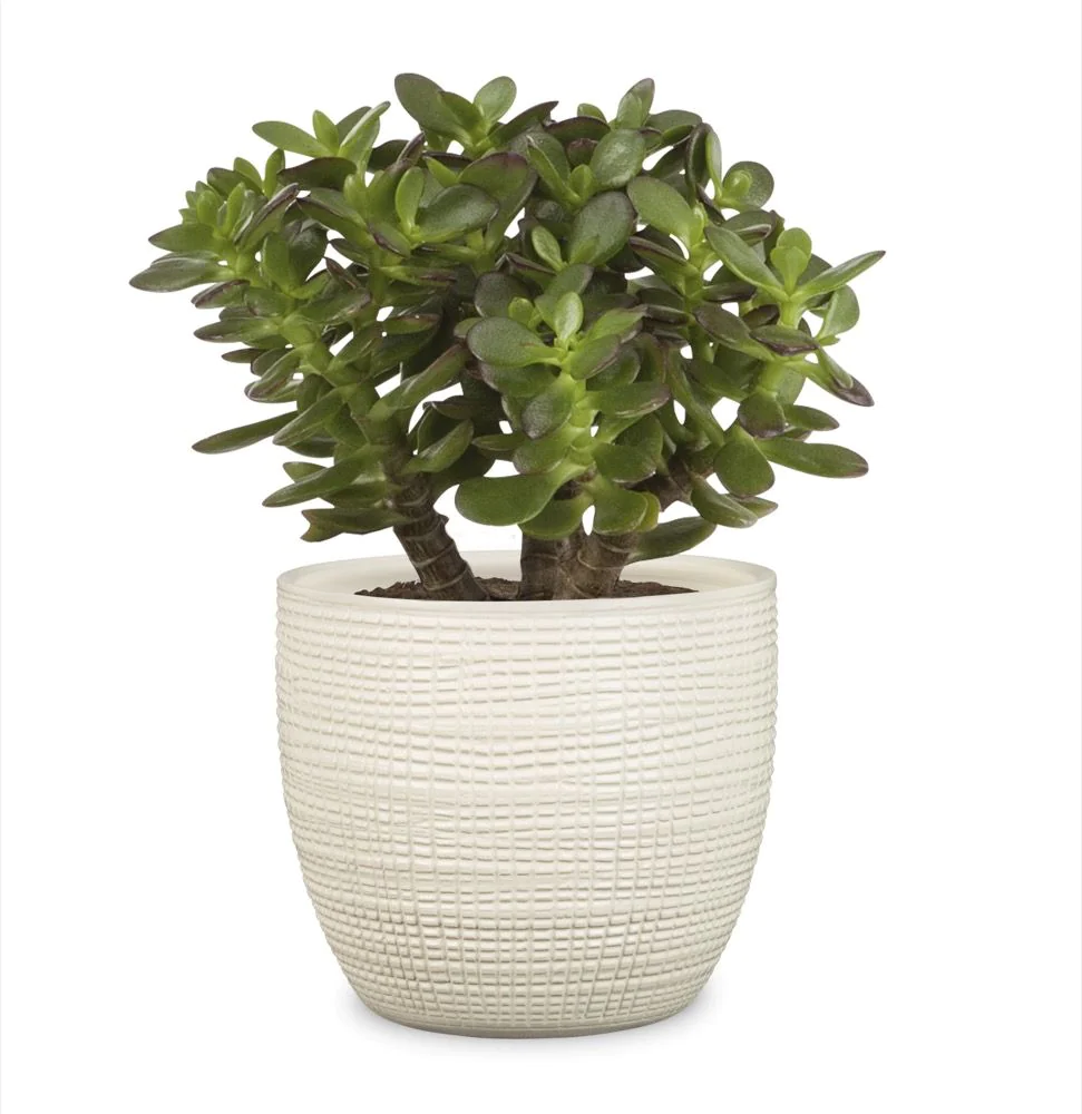 SCH866VAI_2 SCHEURICH