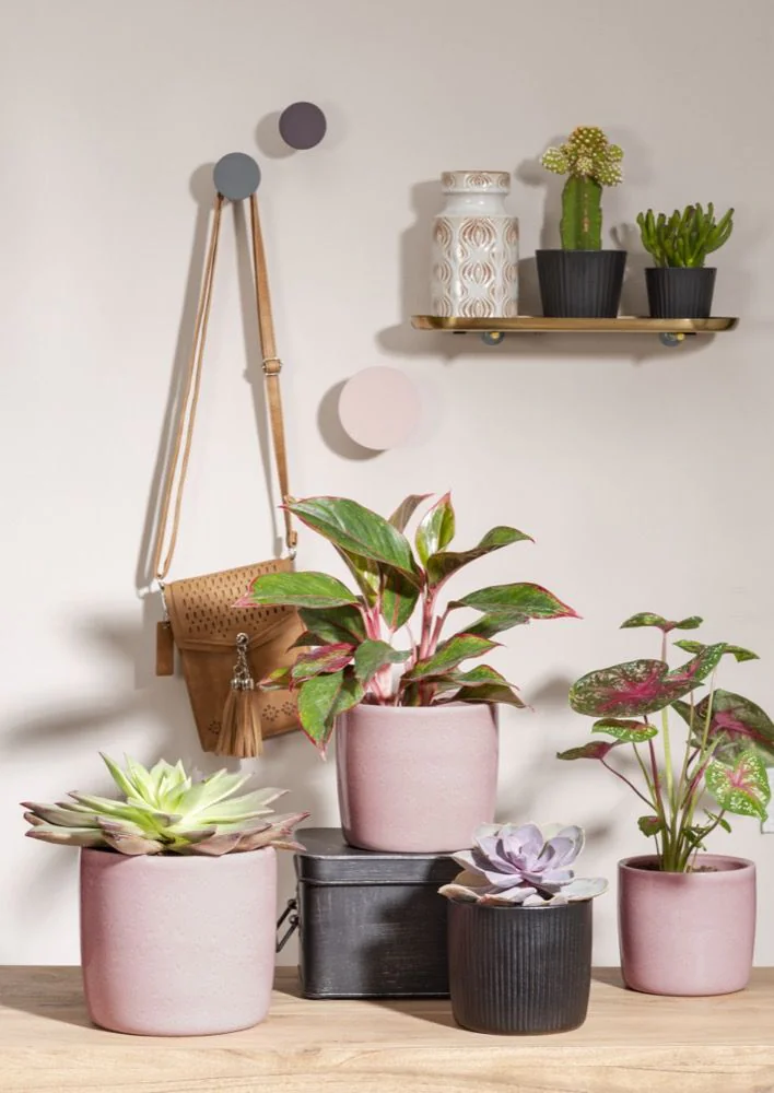 SCH900ROS_3 SCHEURICH