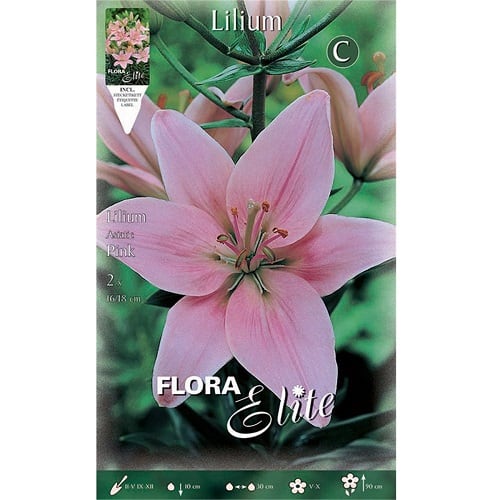 Λίλιουμ Ασιατικό Ρόζ Αρωματικό GEMMA. 1 lilium gemma