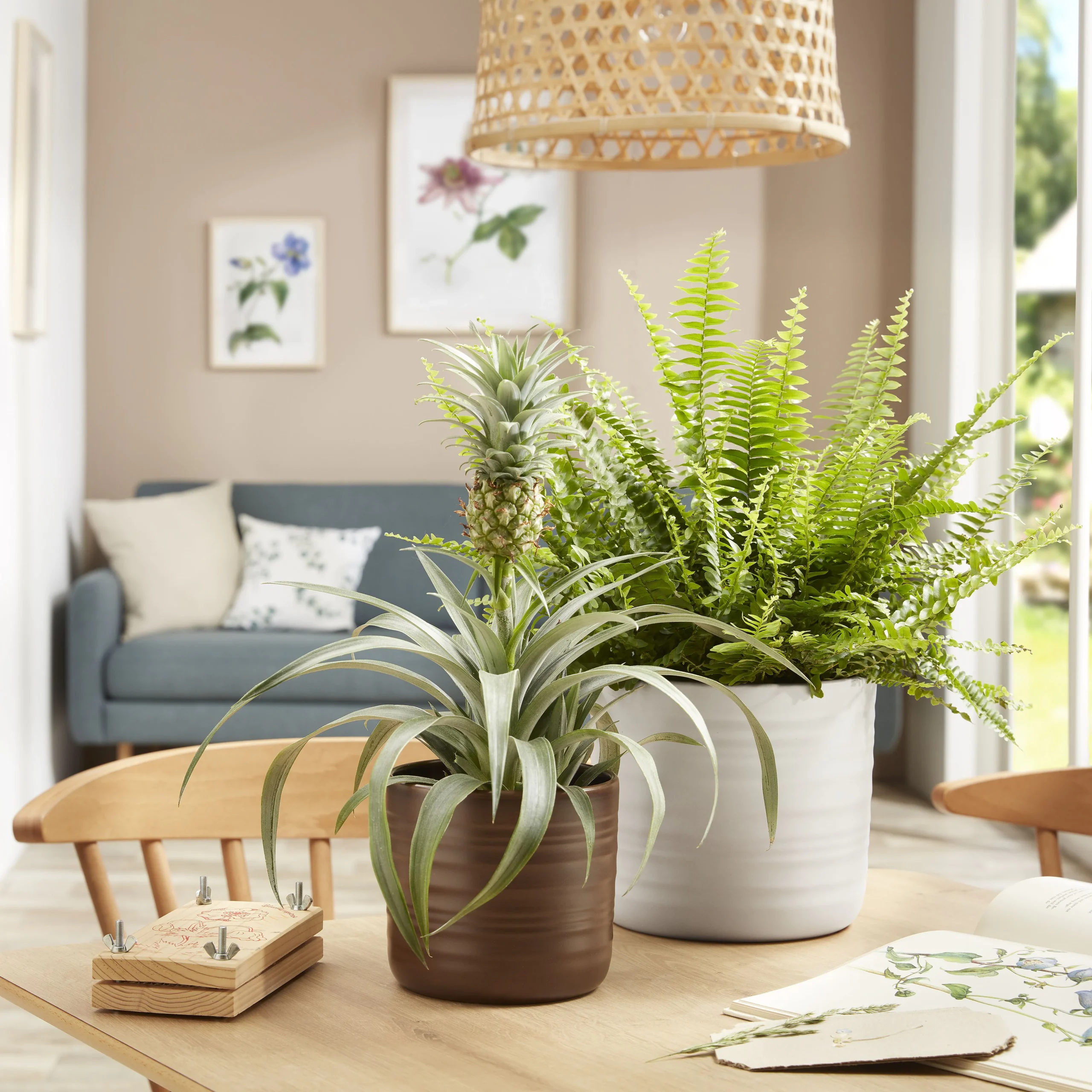 SCH850DRK_1 SCHEURICH