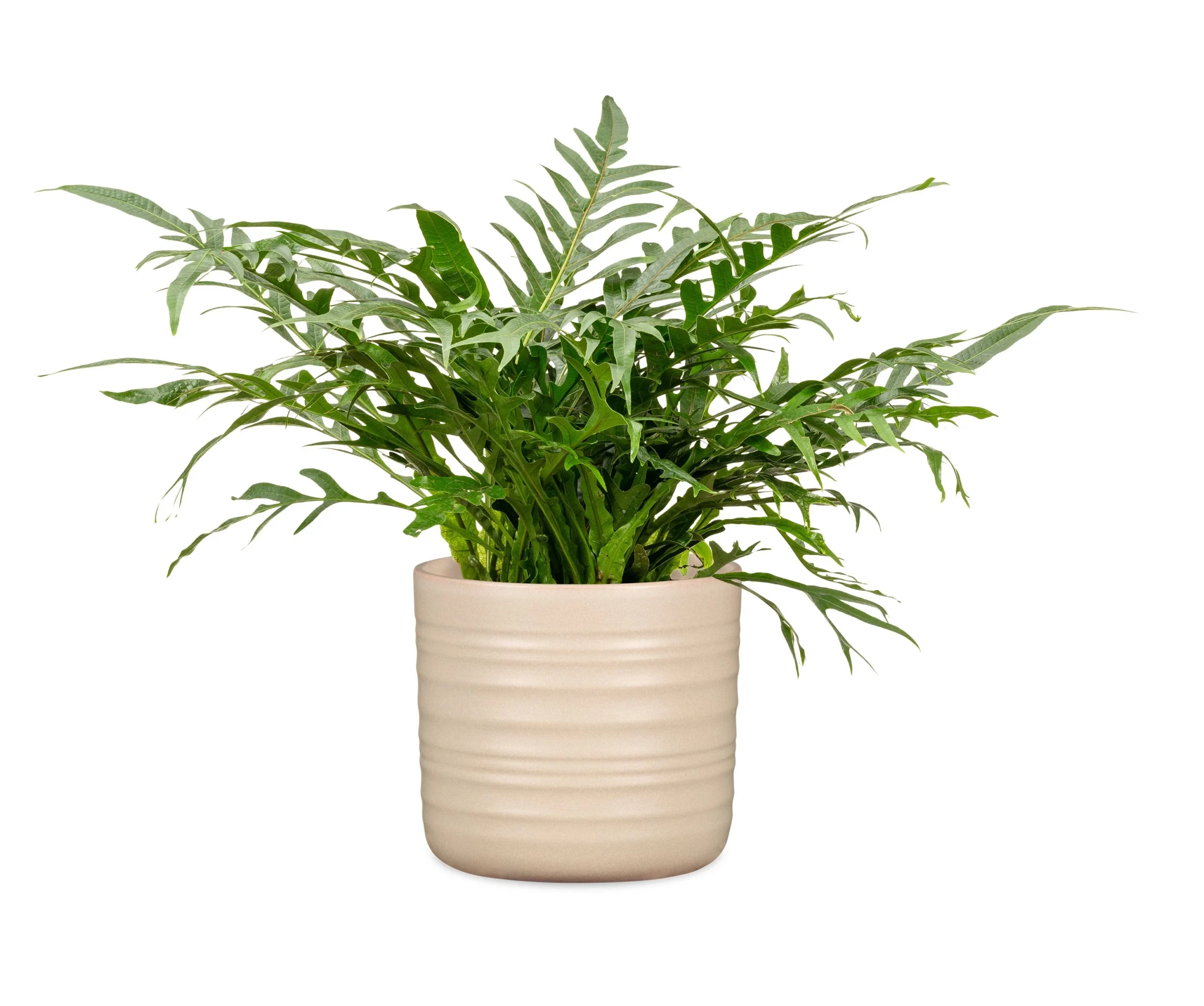 SCH850DRY_1 SCHEURICH