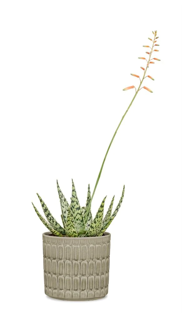 SCH878LUN_3 SCHEURICH