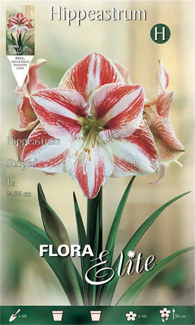 GEM000010141 αμαρυλλίδα gemma