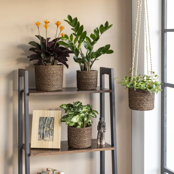 SCH508BRO_2 SCHEURICH