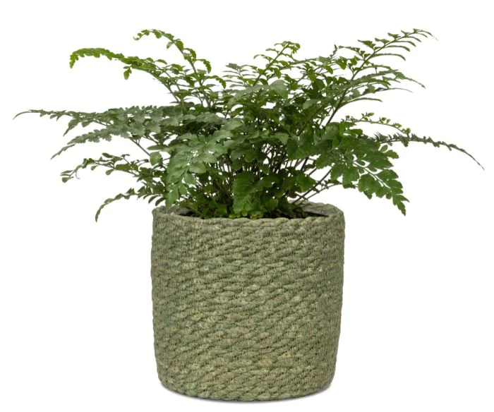 SCH508GRE_1 SCHEURICH