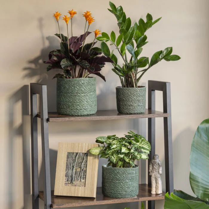 SCH508GRE_2 SCHEURICH