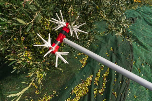 Ελαιοραβδιστικό Νιφάδα x12  2.2m/12-15V YAMASTIK. - Image 2