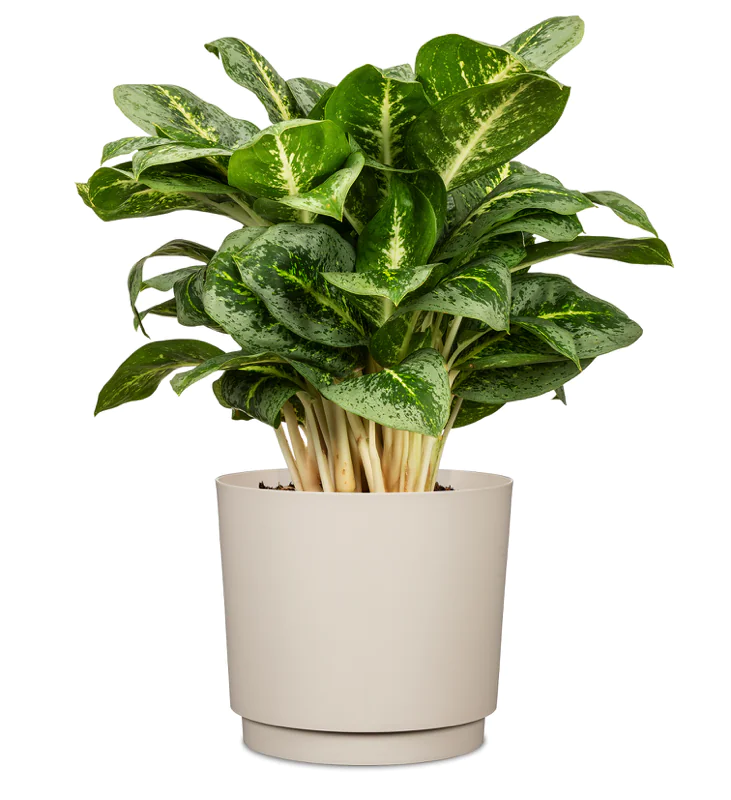 SCH236AVO_1 scheurich