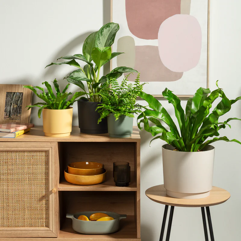 SCH236AVO_2 scheurich