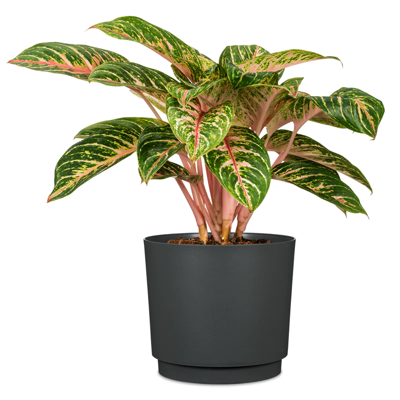 SCH236NER_1 scheurich