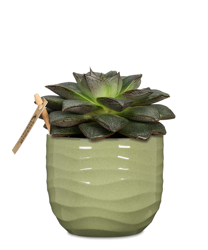 SCH969GRA_1 scheurich