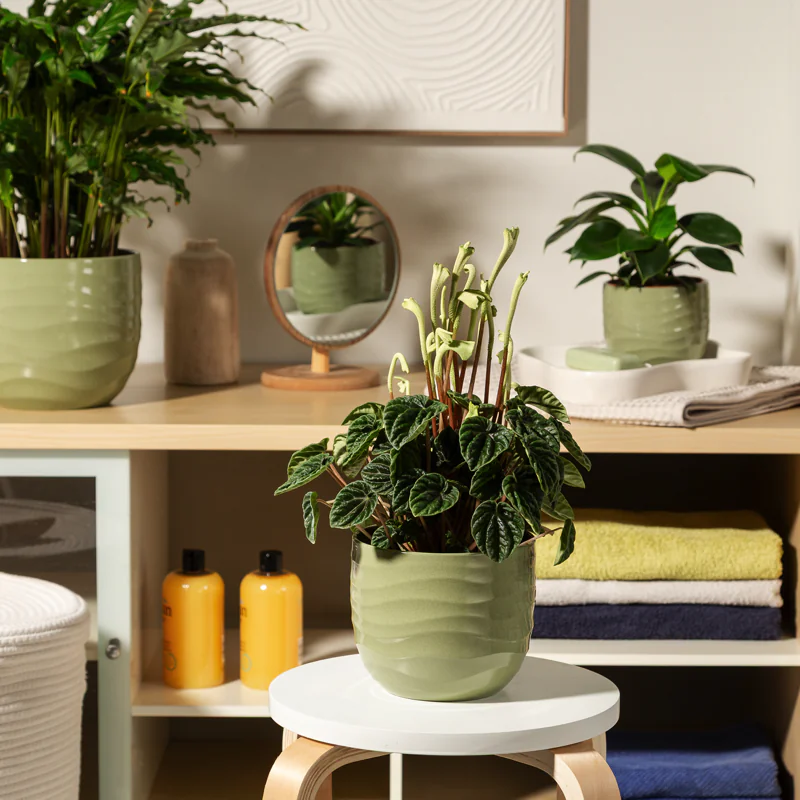 SCH969GRA_2 scheurich