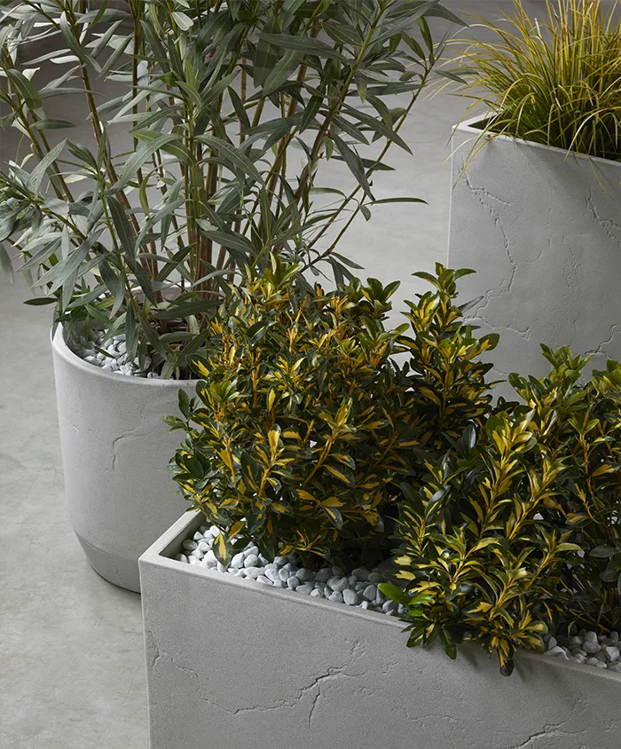 VASCATLH75IG_1 vasar