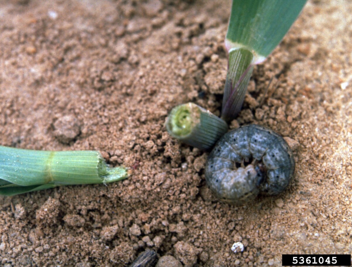 Προνύμφη Agrotis ipsilon (καραφατμέ / black cutworm)